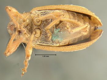 Media type: image;   Entomology 1961 Aspect: habitus ventral view